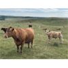 Image 6 : Terrill Braun - 600# Steer Calves - 100 Head (Dewberry, AB)