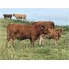 Image 8 : Terrill Braun - 600# Steer Calves - 100 Head (Dewberry, AB)