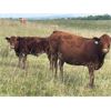 Image 9 : Terrill Braun - 600# Steer Calves - 100 Head (Dewberry, AB)