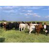 Image 6 : Hines Ranching Co. Ltd. - 850# September Grass Heifers - 350 Head (Marwayne, AB)