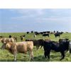 Image 7 : Hines Ranching Co. Ltd. - 850# September Grass Heifers - 350 Head (Marwayne, AB)