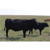 Image 4 : Right Cross Ranch - 13 Cows (Kisbey, SK)