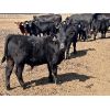 Image 2 : White Moose Ranches - 500# Steer Calves - 85 Head (Acme, AB)