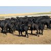 Image 4 : White Moose Ranches - 500# Steer Calves - 85 Head (Acme, AB)
