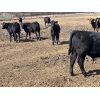 Image 5 : White Moose Ranches - 500# Steer Calves - 85 Head (Acme, AB)