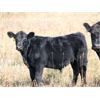 Image 2 : Gerald Schmitke - 560# Steer Calves - 75 Head (Beazer, AB)