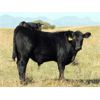 Image 3 : Gerald Schmitke - 560# Steer Calves - 75 Head (Beazer, AB)
