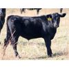 Image 7 : Gerald Schmitke - 560# Steer Calves - 75 Head (Beazer, AB)