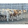 Image 5 : Hillview Colony - 620# Weaned Steer Calves - 70 Head (Rosebud, AB)