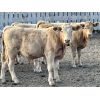 Image 6 : Hillview Colony - 620# Weaned Steer Calves - 70 Head (Rosebud, AB)