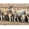 Image 7 : Hillview Colony - 620# Weaned Steer Calves - 70 Head (Rosebud, AB)