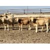 Image 8 : Hillview Colony - 620# Weaned Steer Calves - 70 Head (Rosebud, AB)