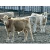 Image 9 : Hillview Colony - 620# Weaned Steer Calves - 70 Head (Rosebud, AB)