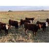 Image 2 : Crane Lake Land & Cattle - 984# September Grass Steers - 215 Head (Kerrobert, SK)