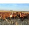 Image 3 : Crane Lake Land & Cattle - 984# September Grass Steers - 215 Head (Kerrobert, SK)