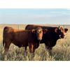 Image 5 : Crane Lake Land & Cattle - 984# September Grass Steers - 215 Head (Kerrobert, SK)