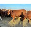 Image 7 : Crane Lake Land & Cattle - 984# September Grass Steers - 215 Head (Kerrobert, SK)