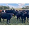 Image 2 : Wray Ranches - 860# October Grass Heifers - 140 Head (Wetaskiwin, AB)