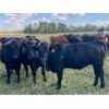 Image 4 : Wray Ranches - 860# October Grass Heifers - 140 Head (Wetaskiwin, AB)