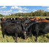 Image 5 : Wray Ranches - 860# October Grass Heifers - 140 Head (Wetaskiwin, AB)