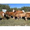 Image 4 : Dan Glover - 675# Steer Calves - 23 Head (Pine Lake, AB) VBP+