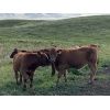 Image 9 : Dan Glover - 675# Steer Calves - 23 Head (Pine Lake, AB) VBP+