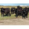 Image 2 : Chris, Debbie & Dwayne Wimmer - 875# September Grass Steers - 115 Head (Lundar, MB) 