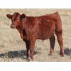 Image 10 : Thackeray Land & Cattle Inc. - 700# Steer Calves - 90 Head (Goodwater, SK) VBP+