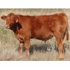 Image 3 : Thackeray Land & Cattle Inc. - 700# Steer Calves - 90 Head (Goodwater, SK) VBP+