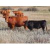 Image 5 : Thackeray Land & Cattle Inc. - 700# Steer Calves - 90 Head (Goodwater, SK) VBP+