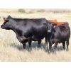 Image 6 : Thackeray Land & Cattle Inc. - 700# Steer Calves - 90 Head (Goodwater, SK) VBP+