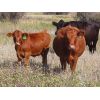 Image 9 : Thackeray Land & Cattle Inc. - 700# Steer Calves - 90 Head (Goodwater, SK) VBP+