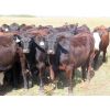 Image 2 : 20/20 Ranching Ltd. - 910# September Grass Heifers - 130 Head (Midale, SK) 
