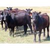 Image 3 : 20/20 Ranching Ltd. - 910# September Grass Heifers - 130 Head (Midale, SK) 
