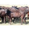 Image 4 : 20/20 Ranching Ltd. - 910# September Grass Heifers - 130 Head (Midale, SK) 