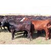 Image 5 : 20/20 Ranching Ltd. - 910# September Grass Heifers - 130 Head (Midale, SK) 