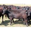Image 6 : 20/20 Ranching Ltd. - 910# September Grass Heifers - 130 Head (Midale, SK) 