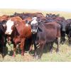 Image 7 : 20/20 Ranching Ltd. - 910# September Grass Heifers - 130 Head (Midale, SK) 