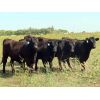 Image 8 : 20/20 Ranching Ltd. - 910# September Grass Heifers - 130 Head (Midale, SK) 
