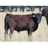 Image 1 : Rafter C Cattle Co. - 780# September Grass Steers - 64 Head (Lafleche, SK)