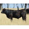 Image 3 : Rafter C Cattle Co. - 780# September Grass Steers - 64 Head (Lafleche, SK)