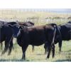 Image 3 : Rafter C Cattle Co. - 700# September Grass Heifers - 80 Head (Lafleche, SK)