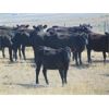 Image 4 : Rafter C Cattle Co. - 700# September Grass Heifers - 80 Head (Lafleche, SK)