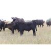 Image 1 : Brown Ranch Inc. - 575# Steer Calves - 100 Head (Carlyle, SK) VBP+