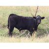 Image 2 : Brown Ranch Inc. - 575# Steer Calves - 100 Head (Carlyle, SK) VBP+