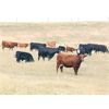 Image 3 : Brown Ranch Inc. - 575# Steer Calves - 100 Head (Carlyle, SK) VBP+