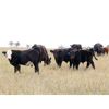 Image 4 : Brown Ranch Inc. - 575# Steer Calves - 100 Head (Carlyle, SK) VBP+