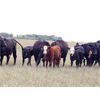 Image 5 : Brown Ranch Inc. - 575# Steer Calves - 100 Head (Carlyle, SK) VBP+