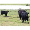 Image 6 : Brown Ranch Inc. - 575# Steer Calves - 100 Head (Carlyle, SK) VBP+
