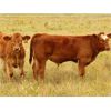 Image 2 : Percyview Farms - 580# Steer Calves - 80 Head (Kisbey, SK)